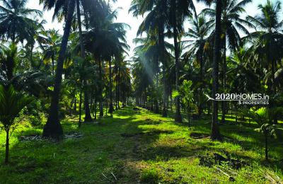 Gramam Coconut Farm Anaimalai